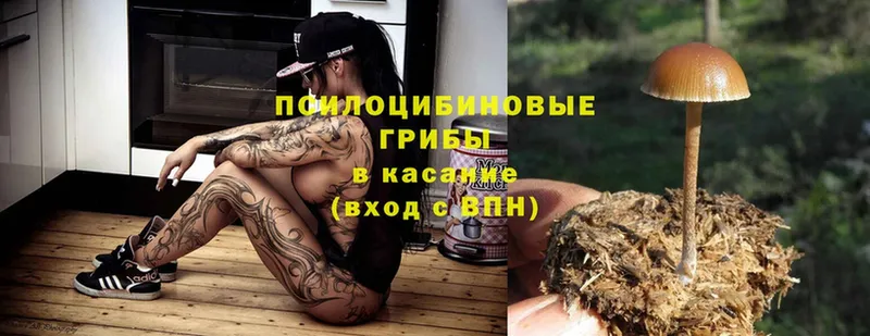 MEGA как зайти  Кизляр  Псилоцибиновые грибы Psilocybine cubensis  где купить наркотик 